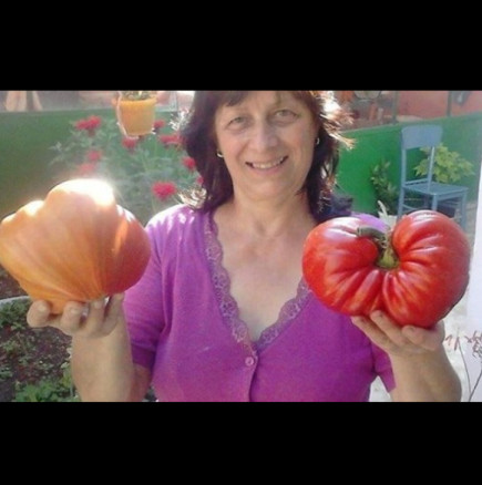 Ето с какво на село тори доматите и вади цяла кофа от един корен! Най-малко по килограм единия: