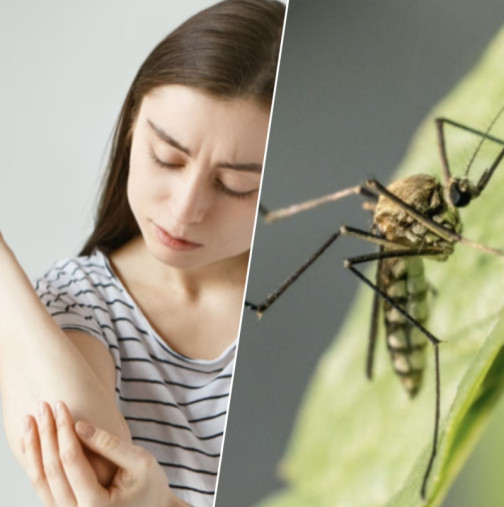 Лекар: Речните комари са безобидни! Домашните пренасят ОПАСЕН вирус