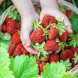 Полейте ягодите с това и ще берете рекордна реколта от сочни плодове!