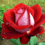 Тайна съставка за пленително красиви рози-Хората няма да искат да откъсат поглед от тях