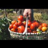 Искате ли да берете домати с кофите? Време е да им приготвите този еликсир - ще раждат без да спрат: