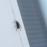 Повече насекоми няма да влизат в къщата – споделям начина на баба ми за справяне с комарите и мухите