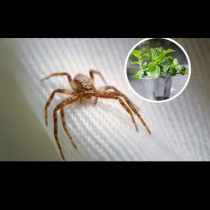 Паяците се страхуват повече от него, отколкото вие от тях! Ето какво ще им попречи да пропълзят в къщата ви: