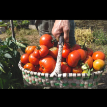 Искате ли да берете кошници, пълни с домати? Време е за важна процедура в градината: