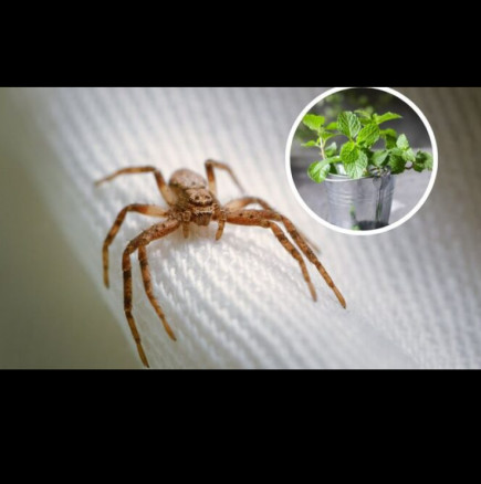 Паяците се страхуват повече от него, отколкото вие от тях! Растението, което ще стане щит на дома ви срещу паяци: