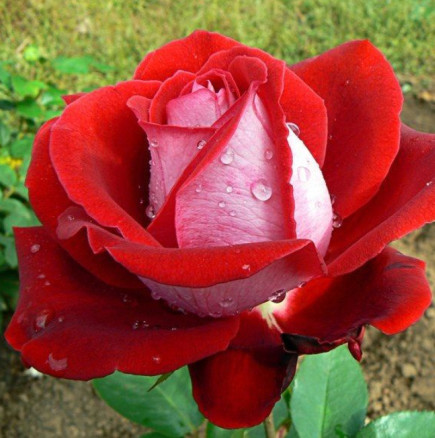 Тайна съставка за пленително красиви рози-Хората няма да искат да откъсат поглед от тях