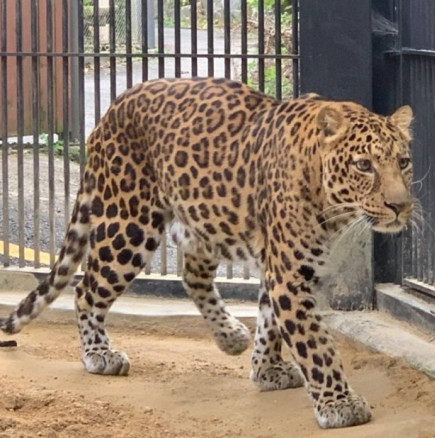 Извънредна ситуация в зоопарка-Леопард избяга и евакуираха посетителите