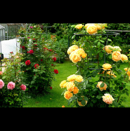 ЖИВА ВОДА за рози - използват я професионалните градинари! След първото приложение връща красивия вид на розите