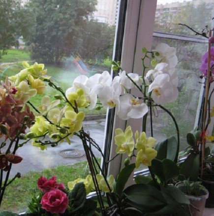Каква е същността на тайния метод, който ви позволява да накарате орхидея да цъфти само след една седмица