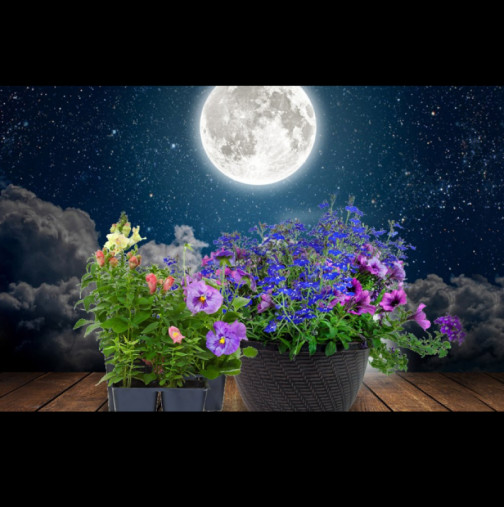 Лунен календар на градинаря за юни 2023 - пълно РЪКОВОДСТВО за грижа за растенията