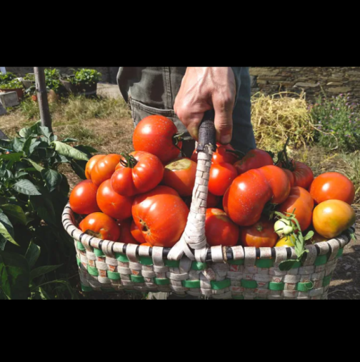 Искате ли да берете домати с кофите? Време е да им приготвите този еликсир - ще раждат без да спрат: