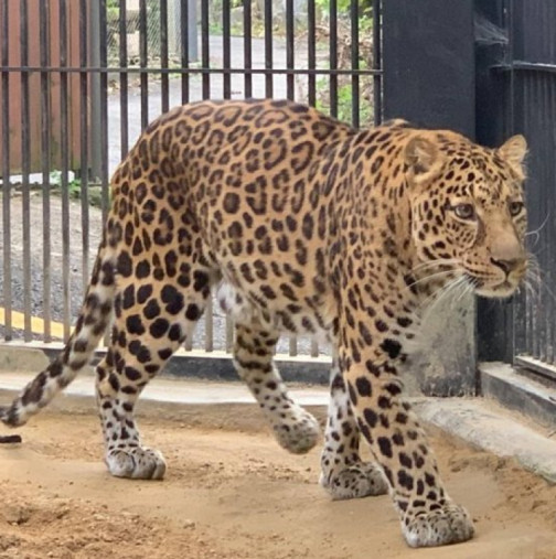 Извънредна ситуация в зоопарка-Леопард избяга и евакуираха посетителите