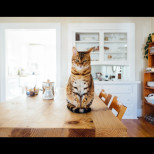 Ето защо котката ЗАДЪЛЖИТЕЛНО първа трябва да влезе в новия ви дом: