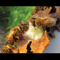 Пчелите ни подариха тази ХРАНА ЗА ИМПЕРАТРИЦИ - всяка жена на 40+ трябва да я използва: подмладява и зарежда с енергия