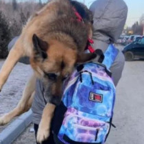 Момче ходи с куче на гърба в продължение на 5 км, за да му спаси живота