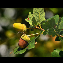 Лечебната мощ на дъба: Гигант, който лекува с листата, кората и плодовете си