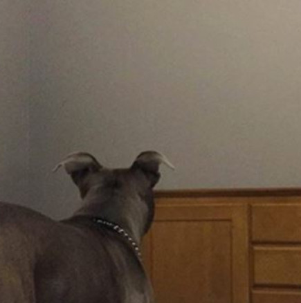Собственик на куче забелязал как то гледа към стената, и решил да провери какво има там!