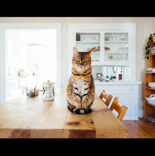 Ето защо котката ЗАДЪЛЖИТЕЛНО първа трябва да влезе в новия ви дом: