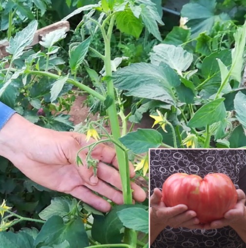 Дядо цял живот домати гледа - ето как ги реже през август и берем плод с кофите до октомври! 