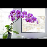 Ето правилното място на орхидеята в дома - сложете я там и ще започнат да ви се случват чудеса!
