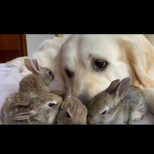 Голдън ретривър осинови 22 сладки малки зайчета - вижте как се гушкат в "мама"! (ВИДЕО)