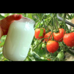 Полейте доматите с мляко днес и вижте какво ще стане утре - Златен съвет от опитен фермер