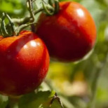 Фитофтората атакува: Как да защитим доматите в края на лятото