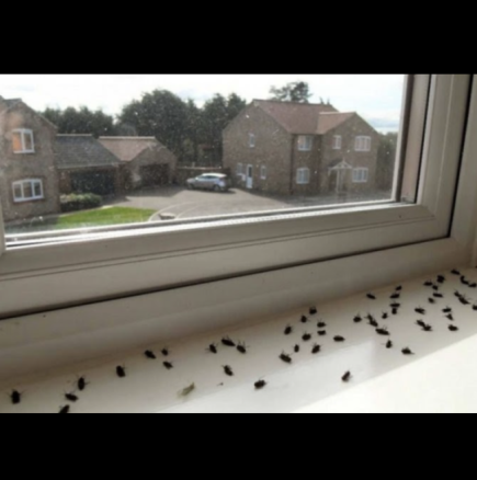 Пръскам веднъж и след час само броя "труповете" по перваза - изтребих де що има муха, комар и мравка у дома!