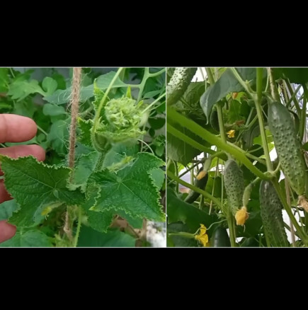Лесен начин за подмладяване на краставици: направете това в началото на август и подгответе кофи за прибиране на реколтата