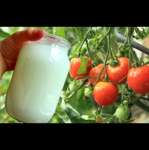 Полейте доматите с мляко днес и вижте какво ще стане утре - Златен съвет от опитен фермер