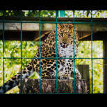 Леопард схруска ръката на момиче във варненския зоопарк - искало селфи с животното! (СНИМКИ)