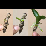 Ето как да съживите сухото чуканче от орхидея! Ще израстат много зелени корени: