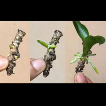 Съживете сухото чуканче от орхидея! Ще израстат много зелени корени:
