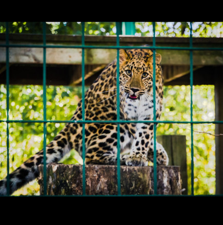 Леопард схруска ръката на момиче във варненския зоопарк - искало селфи с животното! (СНИМКИ)