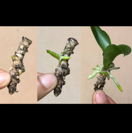 Ето как да съживите сухото чуканче от орхидея! Ще израстат много зелени корени: