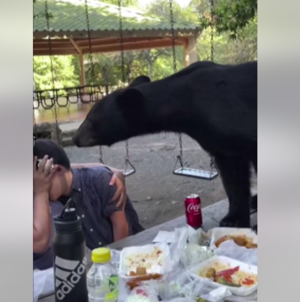 Мечка се качи на масата и изяде храната за рождения ден на дете-Видео