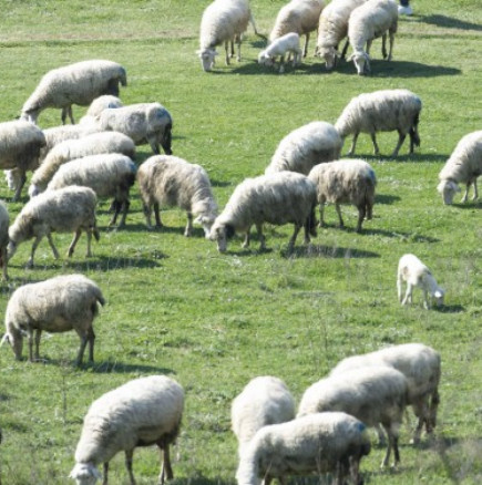 Стадо овце изяде 100 кг канабис