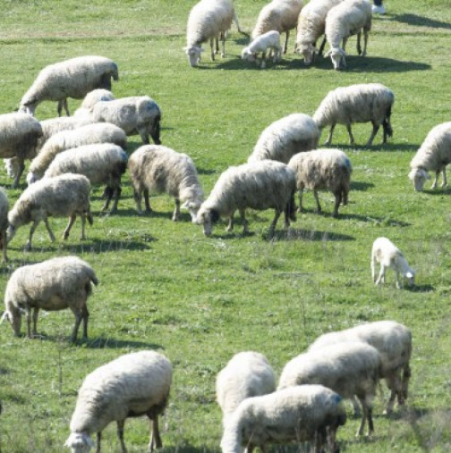 Стадо овце изяде 100 кг канабис