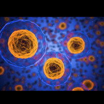 Интересно: Учени изчислиха колко тежи имунната ни система