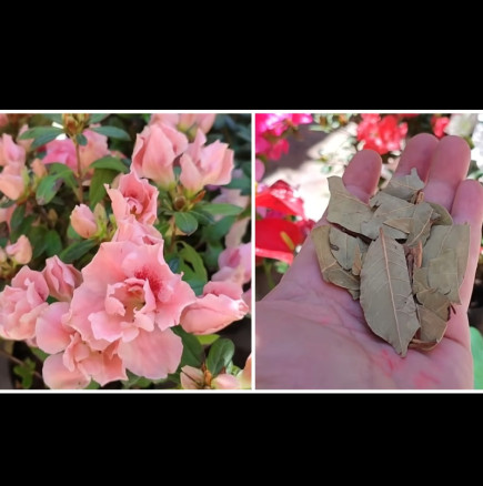 Просто залейте дафиновия лист с вода и го дайте на цветята - експлозия от цвят и аромат!
