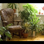 9 растения на ДОБРОТО - МОЩНО отблъскват като щит негативната енергия в дома: