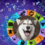 Какво казва зодията на вашето куче-Хороскоп за съвместимост със собствениците