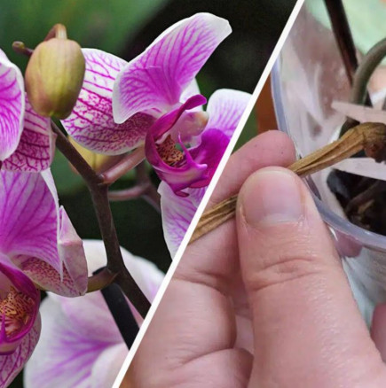 Падащи цветове, бавен растеж и начало на кореново гниене-Как да накараме орхидеята да възкръсне с нови цветове