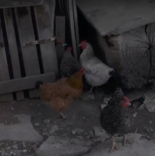 Гаврата в Крушовица: Ето какво се случва с детето, живяло в кокошарник