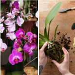 За да накарате орхидеите да цъфтят, използвайте активен въглен