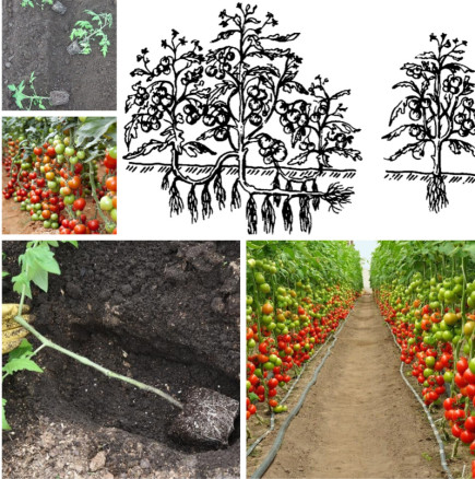 Отглеждане на домати по метода на Маслов: за голяма реколта