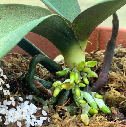 Сипвам само една чаша! Умиращата орхидея полудя от нови корени и бурен цъфтеж!