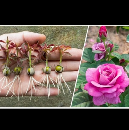 НОВ метод за размножаване на рози от пъпки – пуска коренчета за 20 дни!