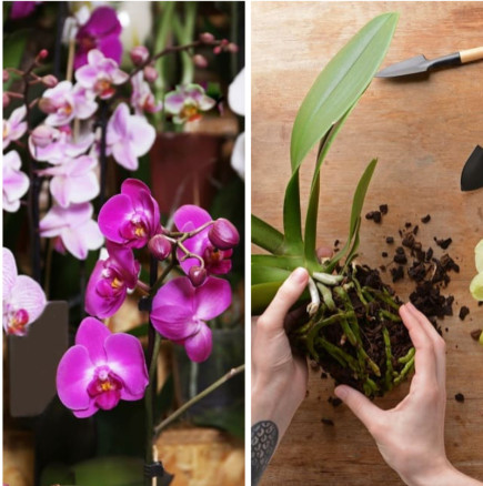 За да накарате орхидеите да цъфтят, използвайте активен въглен