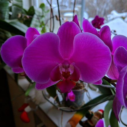 Къщата на леля Албена е пълна с цветя-Орхидеите са разкошни! Попитах как го постига, тя ми показа шише с надпис-МЛЯКО ЗА ОРХИДЕИ    
